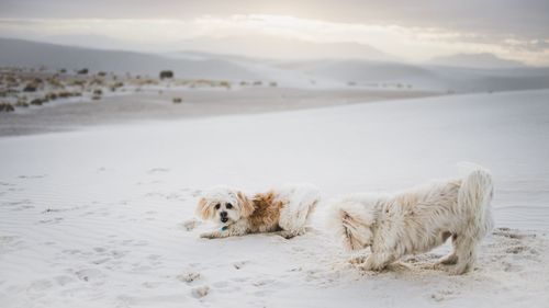 Dog on beach against sky