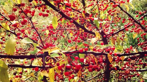 Pink flowers growing on tree