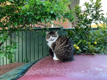 Portrait of cat sitting in yard
