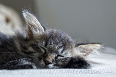 Close-up of cat sleeping on bed