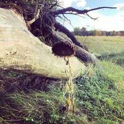 View of lizard on tree trunk