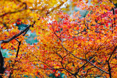 Low angle view of maple tree against orange sky