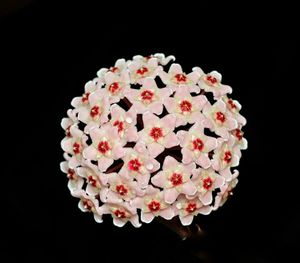 Close-up of flowers over black background