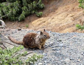 Close-up of squirrel