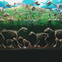 animal themes