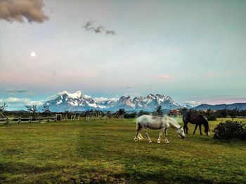 Horses grazing in field