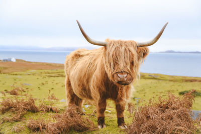 Highland cattle scotland landscape