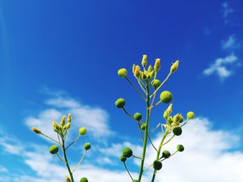 Low angle view of plant against blue sky