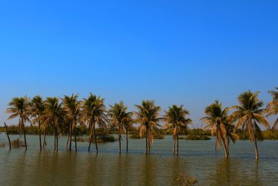 Scenic view of palm trees against clear blue sky