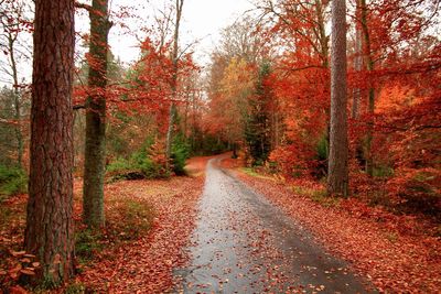 Country road surrounded by trees during autumn
