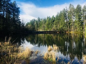 Scenic view of lake in forest against sky