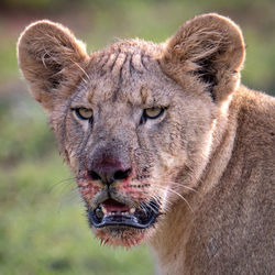 animal