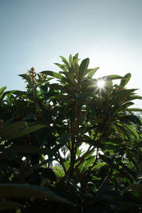 Low angle view of tree against clear sky