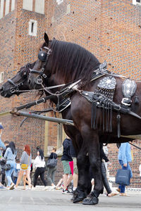 Horses against built structure