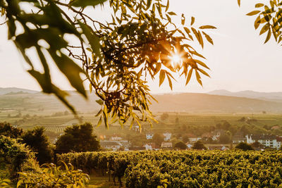 Beautiful sunset over vineyards with leaves in the foreground, sunrise landscape