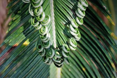 The architecture of the cicad palm leaf is naturally symmetrical.