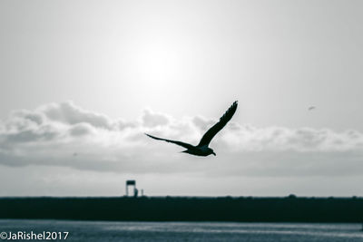 Seagull flying over sea against sky