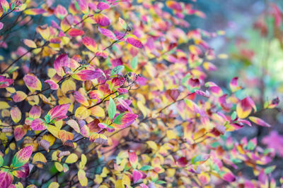 Bunch of colorful flowers taken in front of my house