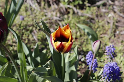 Close-up of orange tulips