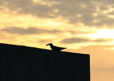 Low angle view of bird perching on a orange sky