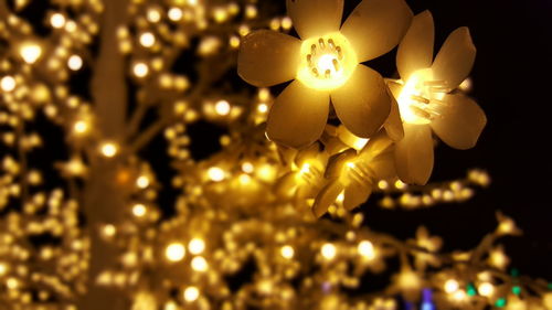 Close-up of illuminated christmas lights hanging from ceiling