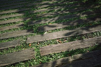 High angle view of plants growing on field