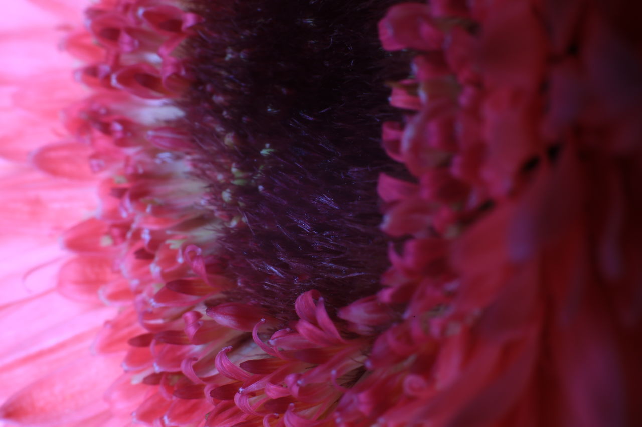 FULL FRAME SHOT OF PINK FLOWER