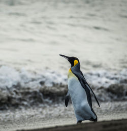 Penguin perching on a beach