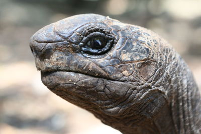 Close-up of lizard