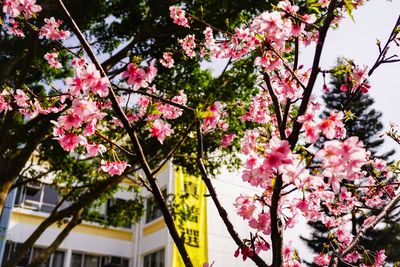 Low angle view of pink flowering tree