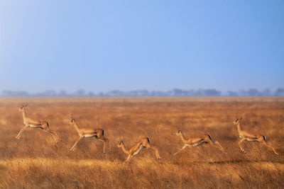 Side view of cheetah on field against clear sky