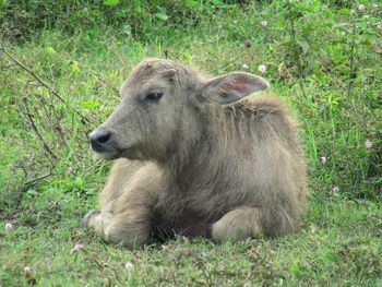 Lion on field