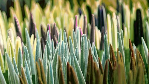 Colorful sansevieria cylindrica flower in the garden