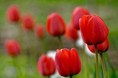 Close-up of red poppy blooming in field