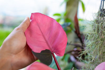 Close-up of hand holding plant