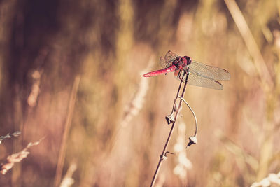 Close-up of insect on plant