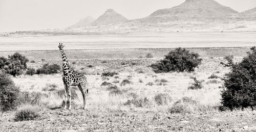 Giraffe standing on landscape