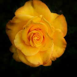 Close-up of yellow rose blooming against black background
