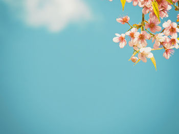 Close-up of flowers against sky