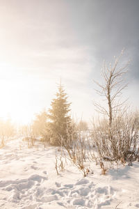 Trees on snow covered field against sky