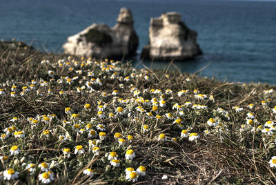 Flowers growing on rock by sea