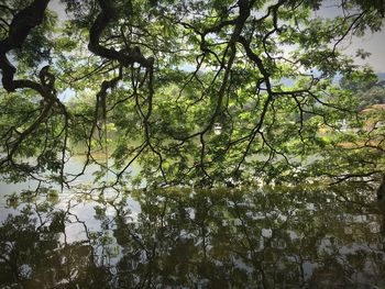 Low angle view of trees in forest