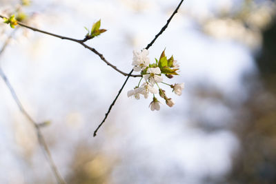 Close-up of cherry blossoms in spring