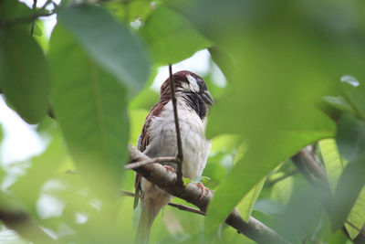 Male sparrow sitting on branch