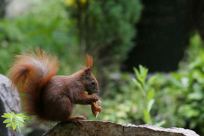 Close-up of squirrel eating