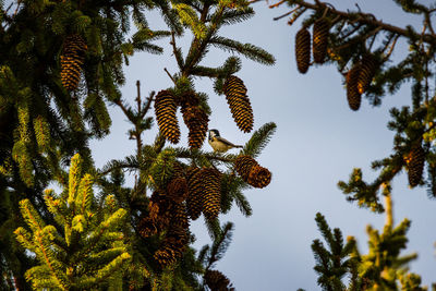 Low angle view of pine tree against sky