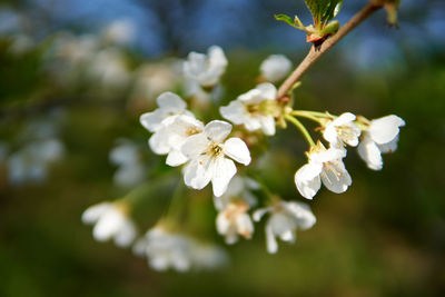 Close-up of white cherry blossom tree