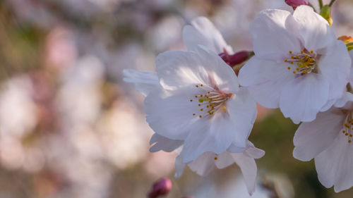 Close-up of white cherry blossoms