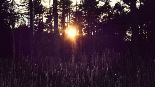 Sun shining through trees