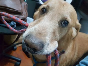 Close-up portrait of dog